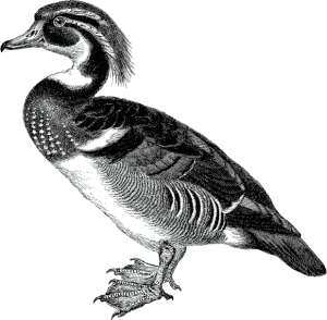 The DocBook: TDG Duck